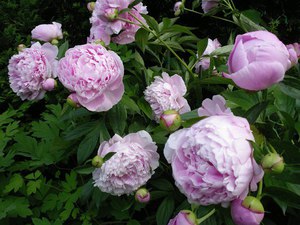 Varieti dan jenis peonies