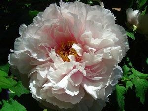 Pelbagai Peony