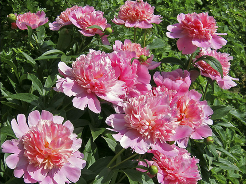 Jenis peonies