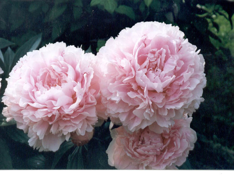 Apa rupa peony