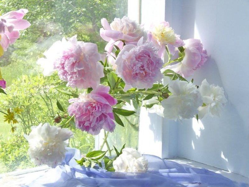 Sejambak peonies