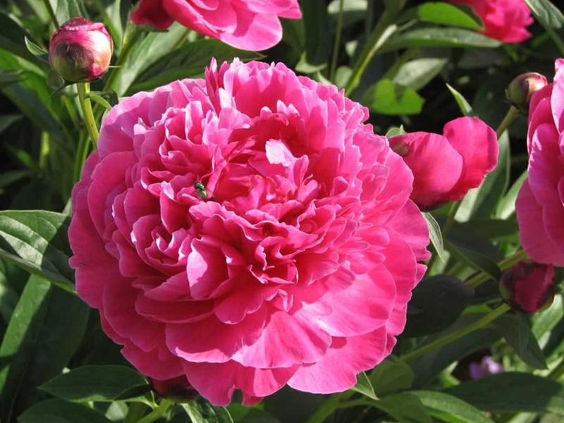 Jenis peonies