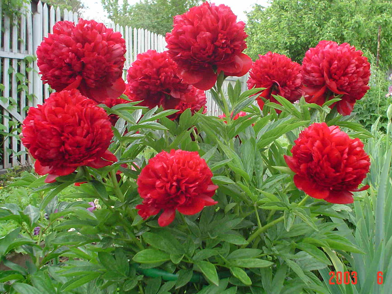 Peonies yang mekar