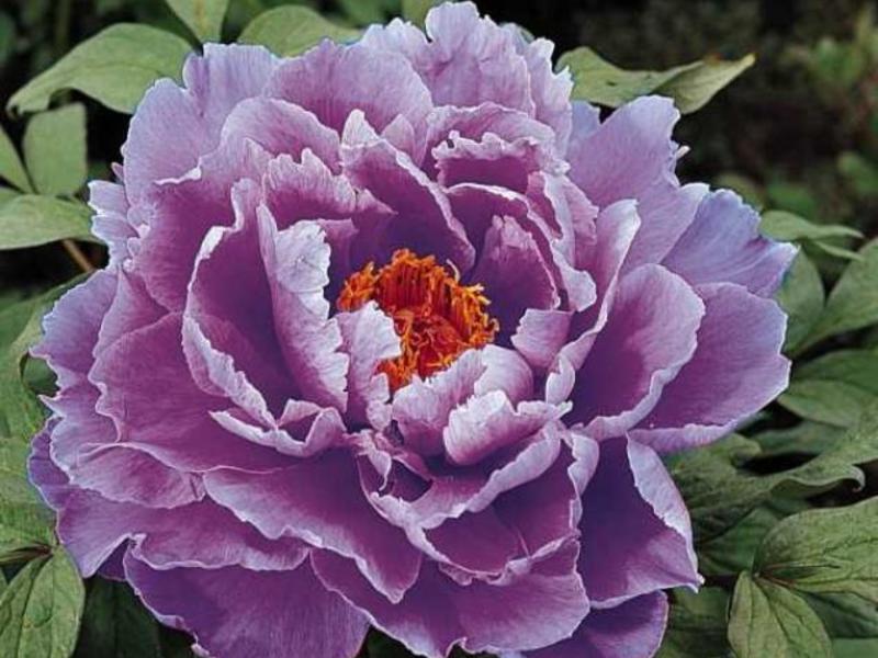 Jenis peonies yang paling popular