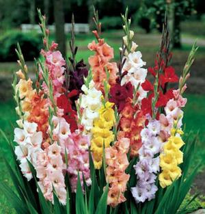 Klasifikasi gladioli