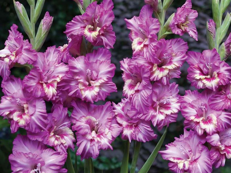 Menanam dan merawat gladioli