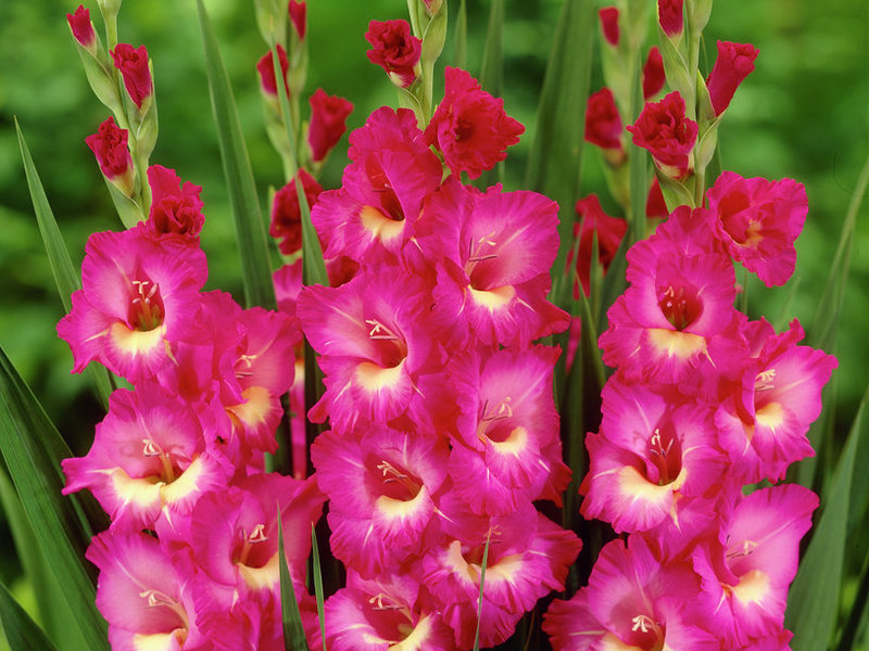 Pengelasan gladioli