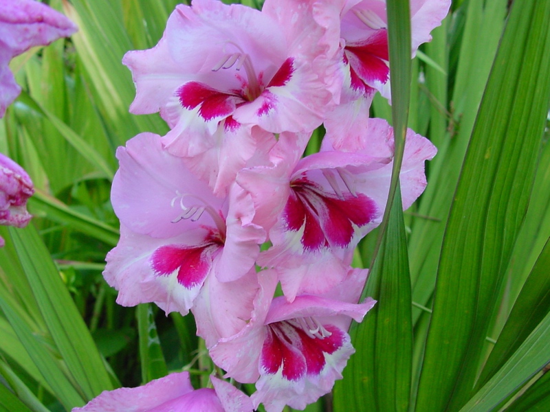 Penyakit gladioli