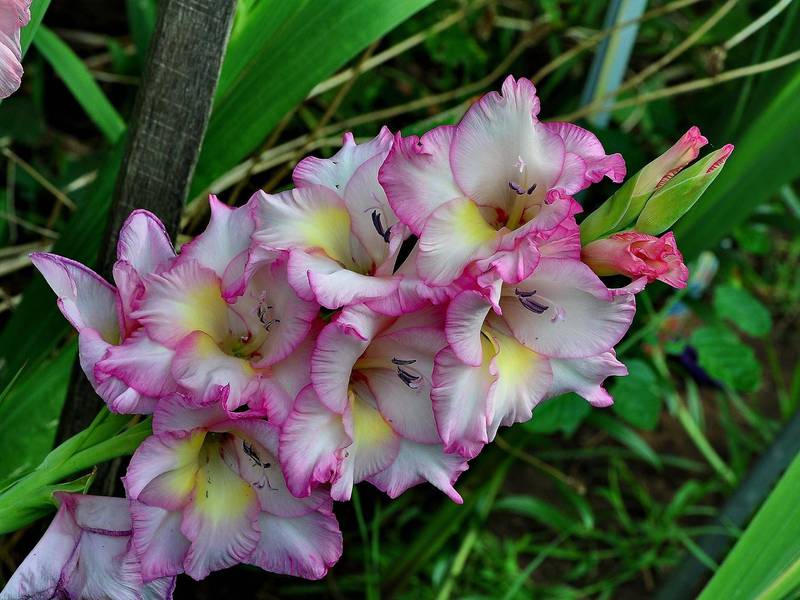 Gladioli yang mekar