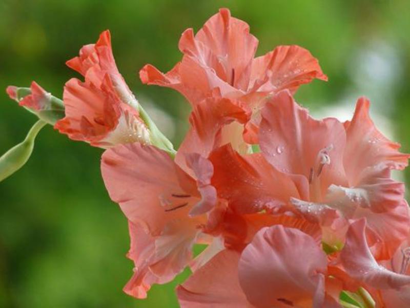 Gladioli yang mekar