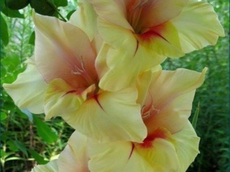 Bunga gladiol yang cantik