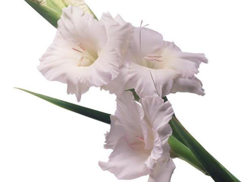 Pengelasan gladioli