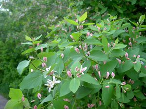 Tatar honeysuckle