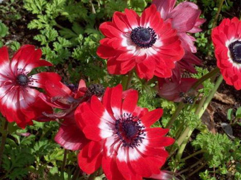 Anemone: menanam dan merawat tanaman