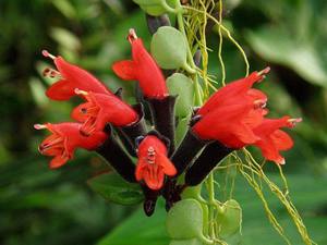 Pelbagai bunga Aeschinanthus