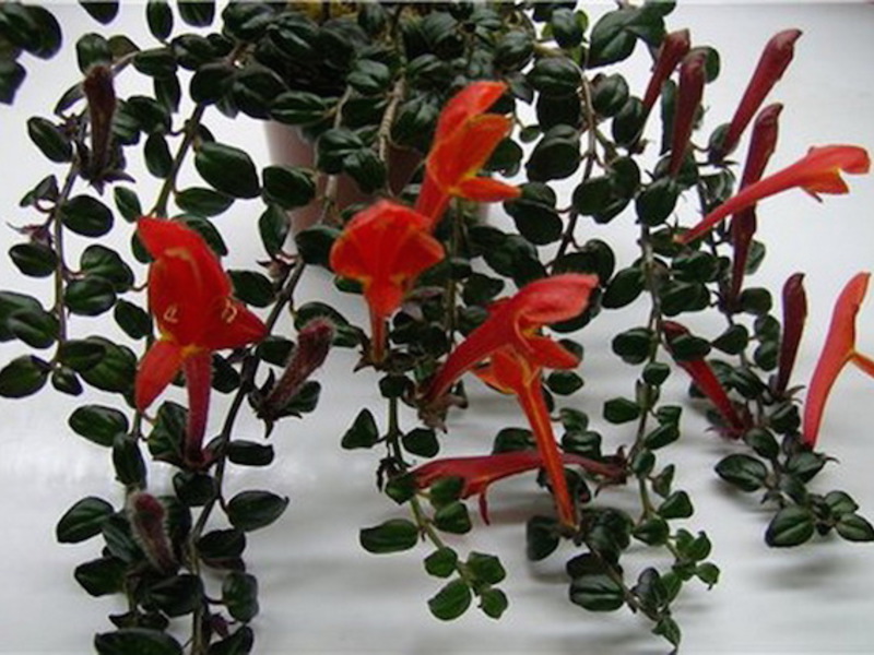 Eschinanthus yang indah