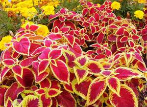 Coleus berdaun merah - salah satu jenis tanaman berbunga