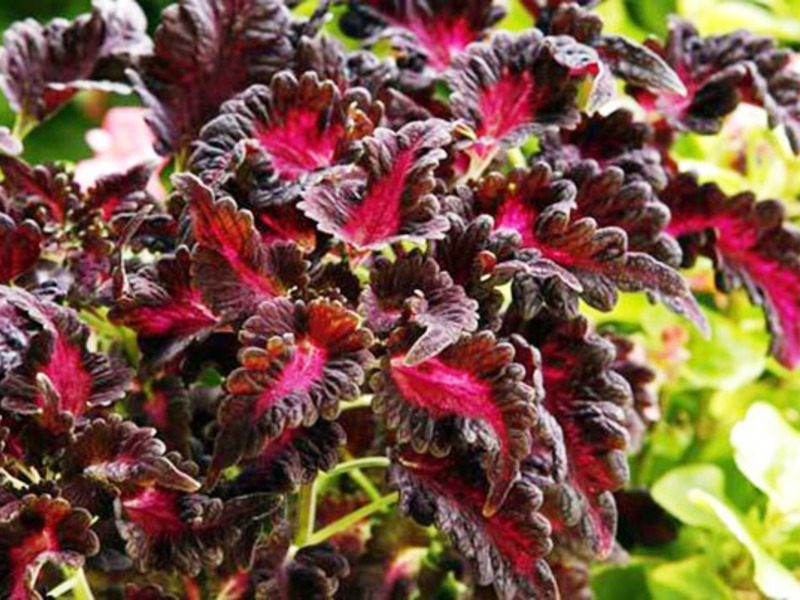 Crimson Ruffles adalah pelbagai Coleus.