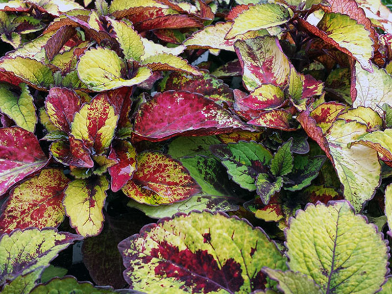 Coleus boleh tumbuh di dalam periuk atau di tempat tidur bunga.