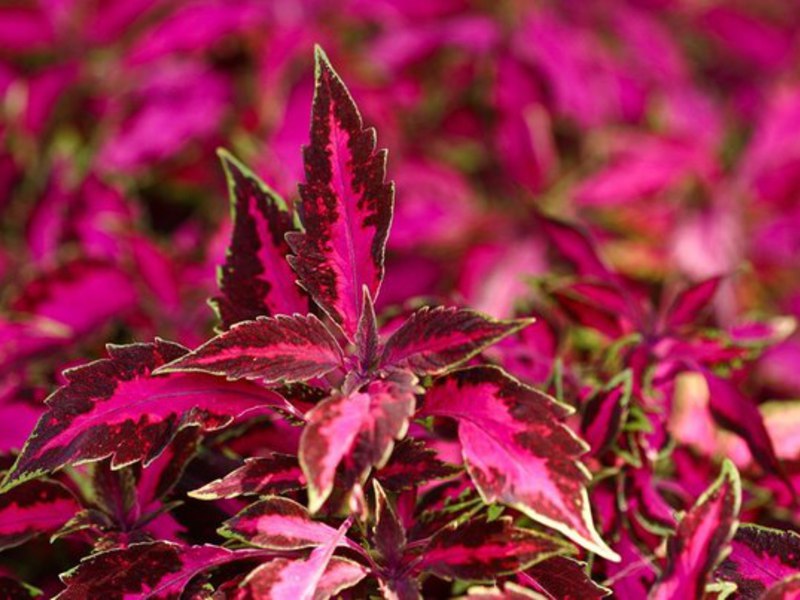 Coleus pumila mempunyai warna daun merah.