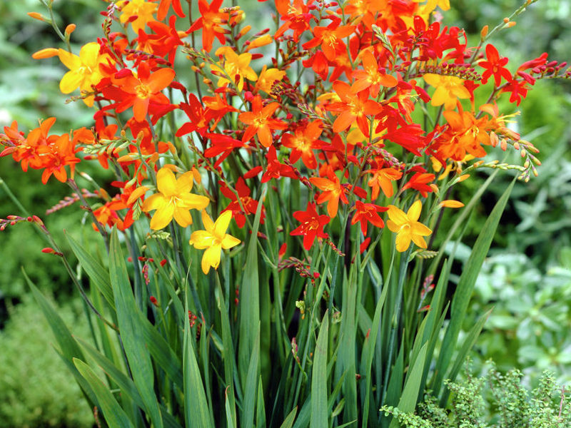 Gladiol Jepun adalah bunga yang sangat indah.