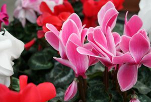 Cyclamen tumbuh dan berkembang dengan baik di rumah.