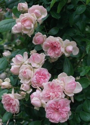 Bunga mawar Floribunda di kebun