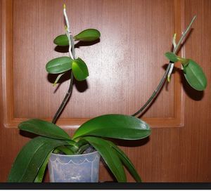 Cara pemindahan phalaenopsis