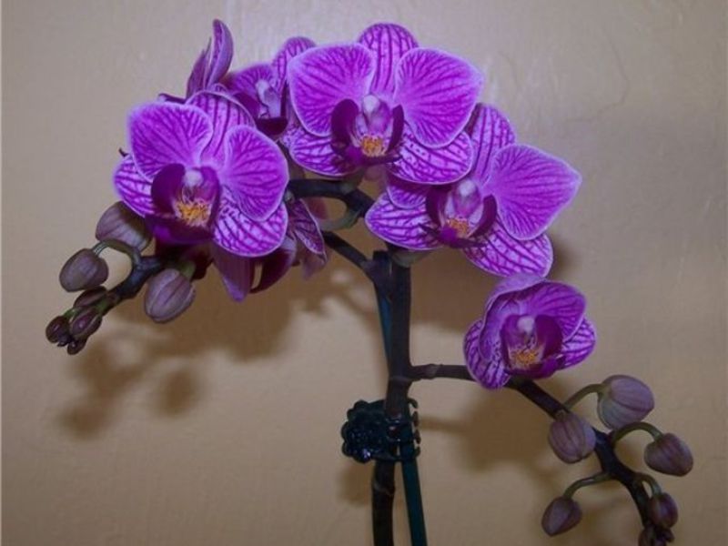 Cara menyiram orkid phalaenopsis