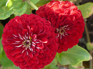 Zinnias yang mekar di taman