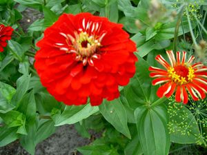 Tumbuhan Zinnia