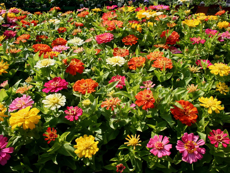 Bunga taman Zinnia