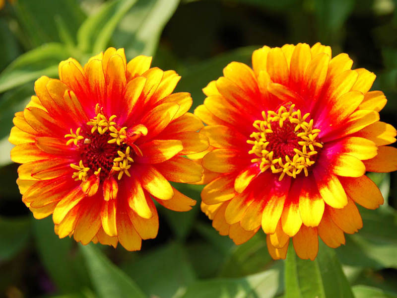 Bunga Zinnia