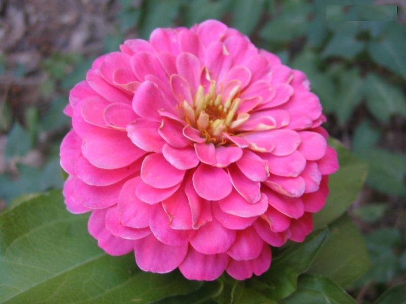 Menanam zinnia di kebun