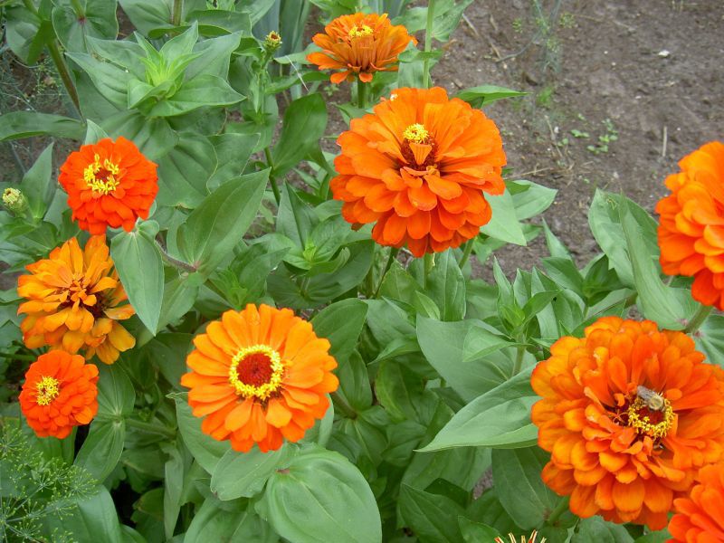 Melodi bunga Zinnia