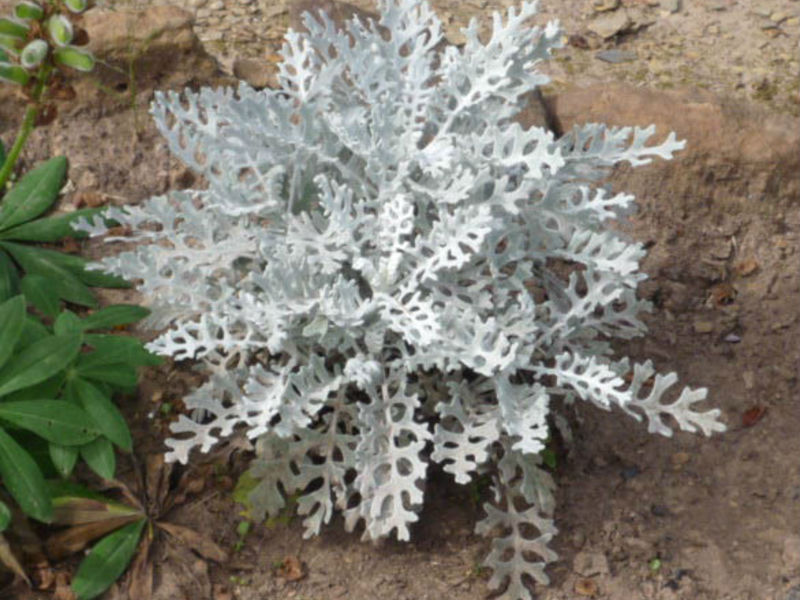 Bunga Cineraria