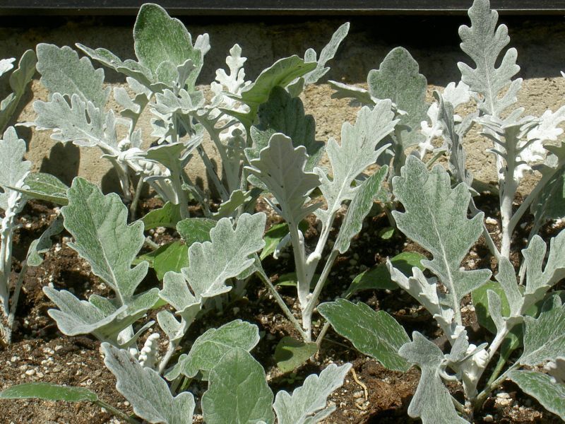 Tempoh berbunga tanaman Cineraria