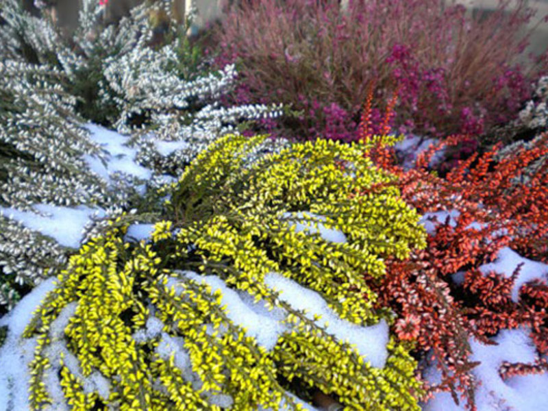 Penjagaan heather di taman dengan betul.