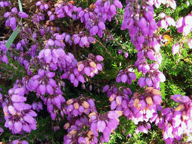 Calluna vulgaris adalah nama Latin untuk heather biasa.