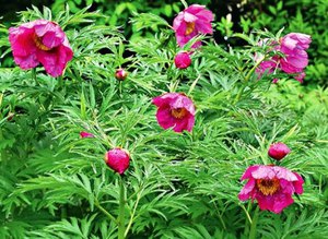 Peony mengelak - semak spesies peony ini dalam foto