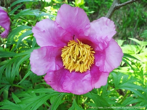 Bunga peony jarak dekat.