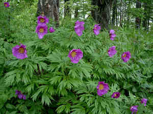 Peony mengelak di kebun di dacha.