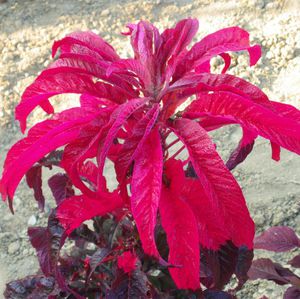 Amaranth Early Splendor - bunga dekat.