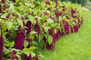 Zwergfakel adalah sejenis amaranth panik.