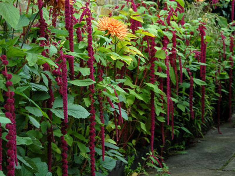 Amaranth tumbuh di taman - petua berguna