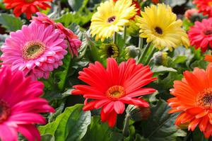 Garden Gerbera adalah bunga abadi yang indah yang tumbuh di kebun.