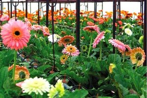 Gerberas di rumah hijau - foto tanaman berbunga.