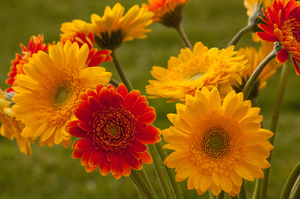 Bunga kebun gerbera tumbuh dengan indah di negara ini.