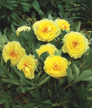 Ito kacukan peonies