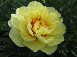 Varieti varieti peonies